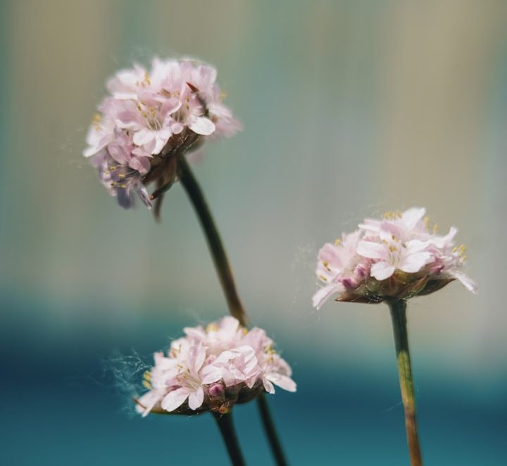 Foto dreier Blumen mit vielen kleinen rosafarbenen Blüten